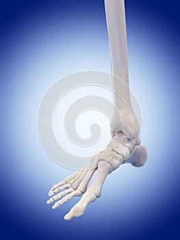 The foot bones