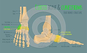 Foot bones anatomy