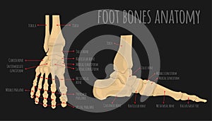 Foot Bones Anatomy