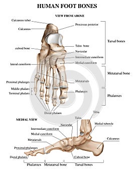 Foot Bones Anatomy Composition