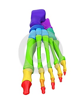 Foot Bones Anatomy Isolated