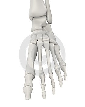 Foot Bones Anatomy Isolated