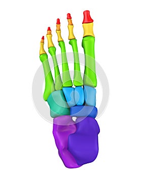 Foot Bones Anatomy Isolated