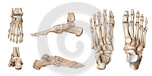 Foot Bones Anatomy Set