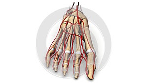 Foot bones with Arteries anterior view