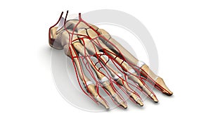 Foot bones with Arteries perspective view photo