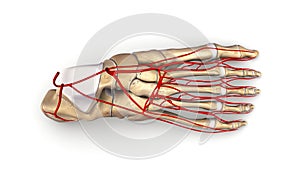 Foot bones with Arteries top view photo