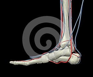 Foot Bones, Arteries and Veins