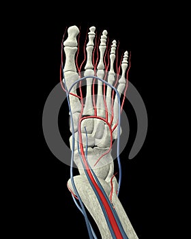 Foot Bones, Arteries and Veins