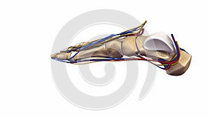 Foot bones with Blood vessels and nerves