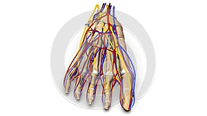 Foot bones with blood vessels and nerves anterior view