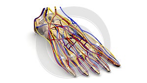 Foot bones with blood vessels and nerves perspective view photo