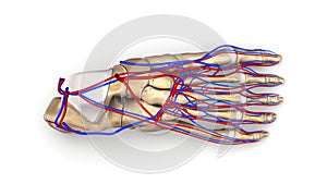 Foot bones with blood vessels top view