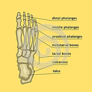 Foot bones with explanation.