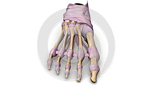 Foot bones with Ligaments anterior view photo