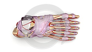 Foot bones with Ligaments and arteries top view