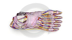 Foot bones with Ligaments, blood vessels and nerves top view