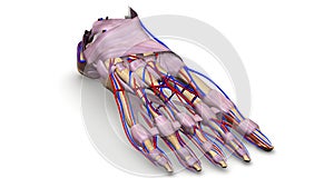 Foot bones with Ligaments and blood vessels perspective view photo