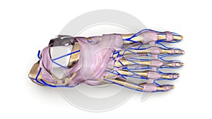 Foot bones with Ligaments and veins top view