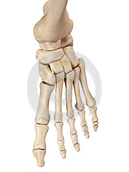 The foot bones