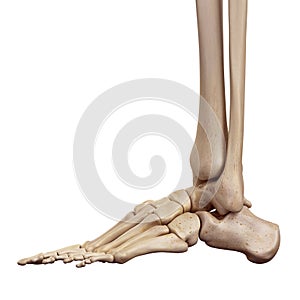 The foot bones
