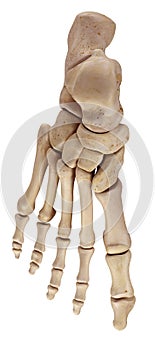 The foot bones photo