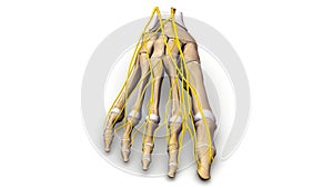 Foot bones with nerves anterior view