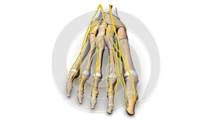 Foot bones with nerves anterior view photo