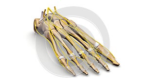 Foot bones with nerves perspective view