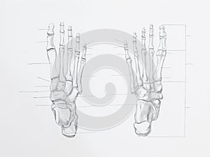 Foot bones pencil drawing