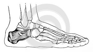 Foot - Bones Side View