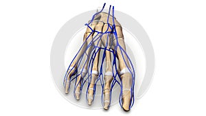 Foot bones with Veins anterior view