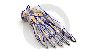 Foot bones with Veins perspective view