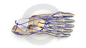 Foot bones with Veins top view