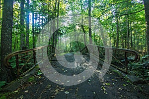 Foot bridge in a dense forest.