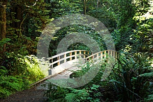 Foot bridge in forest