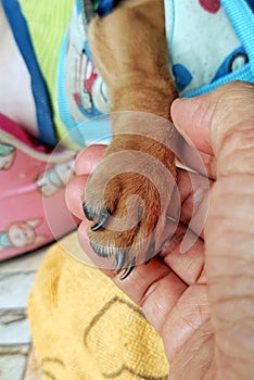 Foot of chihuahua puppy on his owner hand , love and relationships between animals and humans.