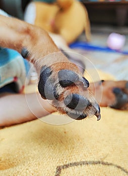 Foot of chihuahua puppy , love and relationships between animals and humans.