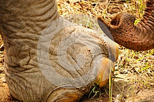 Foot Close-up of an Indian Elephant