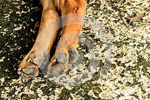 Foot dog on cement