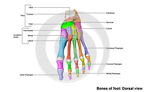 Foot Dorsal view