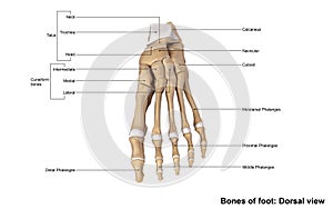 Foot Dorsal view photo