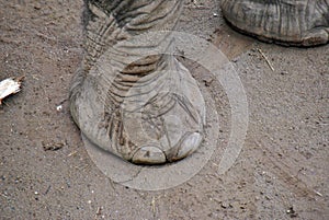 Foot of an elephant