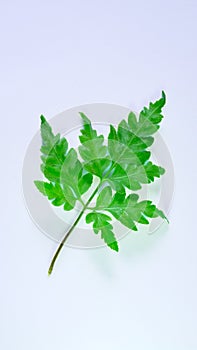 Foot fern, Plantae, Pteridophyta, green, colorful, clear, on white background, isolated photo