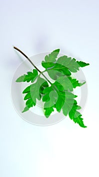 Foot fern, Plantae, Pteridophyta, green, colorful, clear, on white background, isolated photo