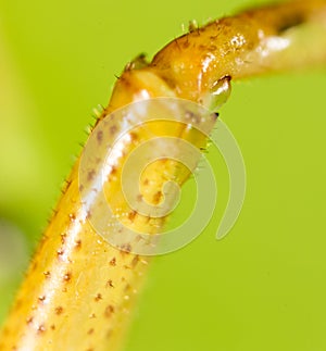 Foot grasshopper. super macro