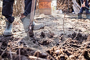 The foot of a hard-working farmer in dirty boots in the garden digs up the soil for planting seeds or seedlings in the