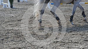 Foot of horse running on the sand. Close up of legs of stallion galloping on the wet muddy ground. Slow motion