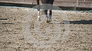 Foot of horse walking on the sand. Close up of legs of stallion galloping on the wet muddy ground. Slow motion