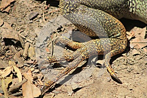 Foot of iguana with fingers. photo